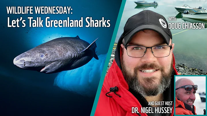 Wildlife Wednesday: Let's Talk Greenland Sharks