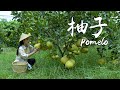 「一席一果」柚子——入秋后的一口甘甜【滇西小哥】