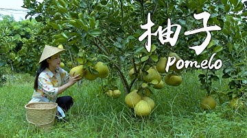 「一席一果」柚子——入秋后的一口甘甜【滇西小哥】