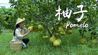 「One Fruit for a Table」 Pomelo - First Bite of Sweetness in Early Autumn