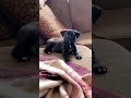 Puppy says &quot;Sup!&quot; Adorable Nod Captured on Video!