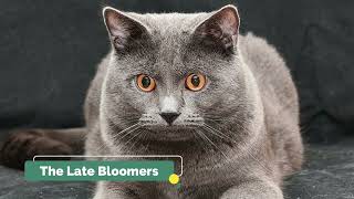 Facts About Chartreux Cats: The Gentle Giants with a Smile