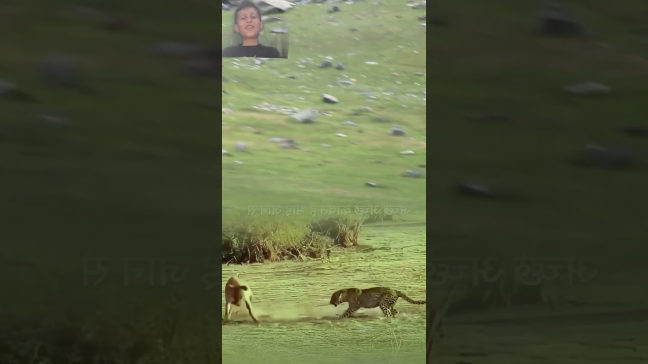 Hyena Is The Most Strong Wild Animals Clips