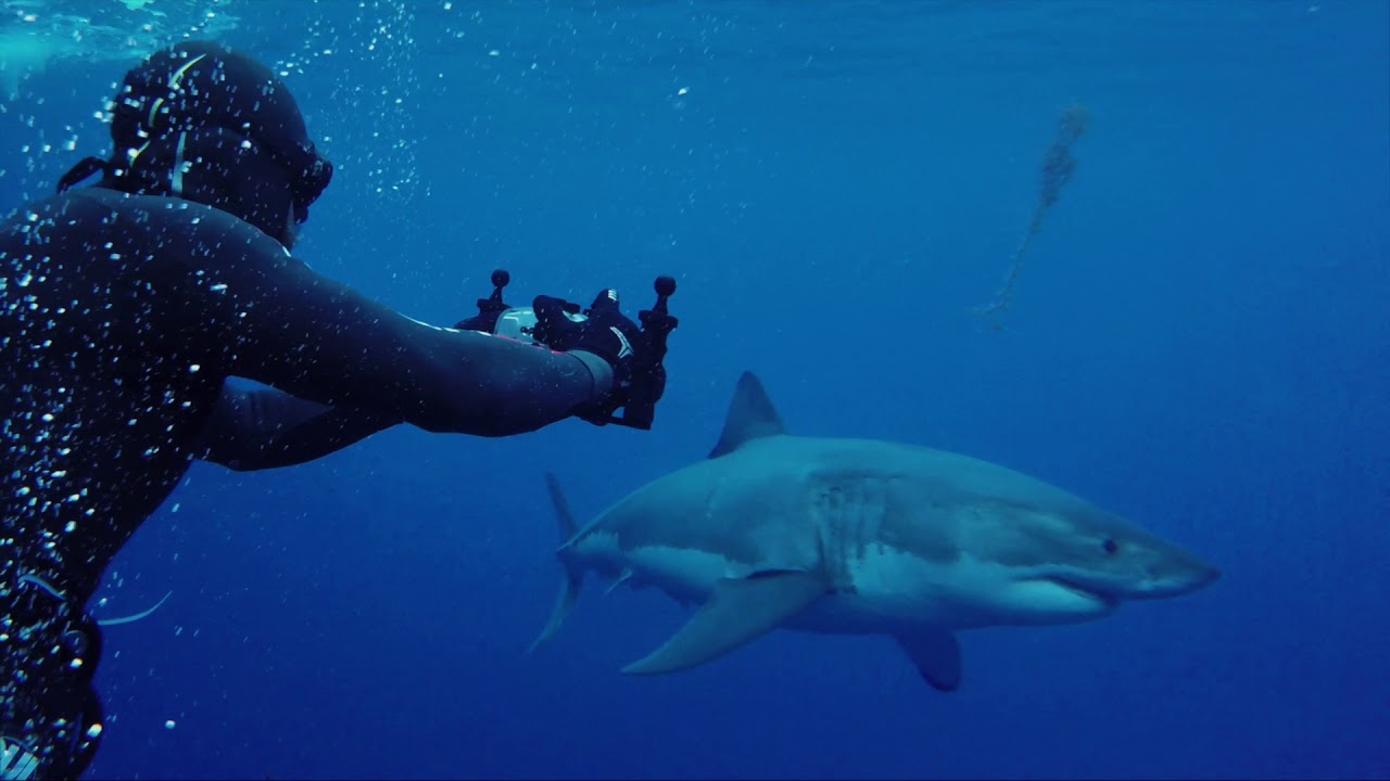 🇮🇹 🦈 Close Encounter with a Great White Shark by italiansharkman - YouTube