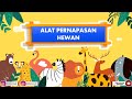 Quiz tentang Alat Pernafasan pada Hewan