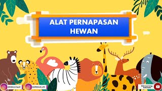 Alat Pernapasan Pada Hewan Kulit Insang Paru Paru Trakea Paru Paru Dan Kulit Materi Ipa Youtube