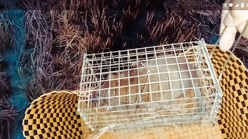 Đặt bẫy chuột đường mòn dính toàn hàng khủng