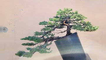 san jose juniper bonsai cascade styling 🤔