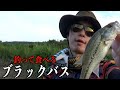 ブリブリ太った美味しそうなブラックバスが釣れました