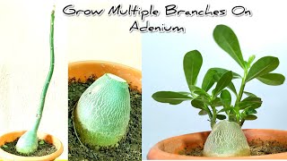 How To Force Adenium To Grow Multiple Branches || Adenium Hard Pruning
