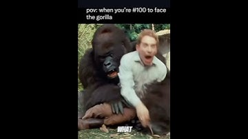SILVERBACK GORILLA ATTACKS HUMAN😳😳 #shorts #silverbackgorilla #animals #scary