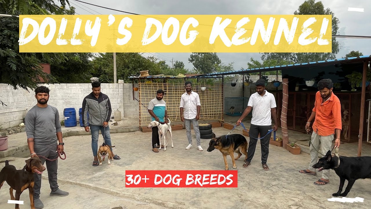 Dolly’s dogs kennel 30+ dog breeds Dog kennel information Dogs