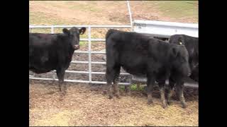 2018 Wagner Cattle Co  2