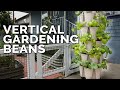 How to Grow Bush Beans: 30+ Plants in One Vertical Tower!