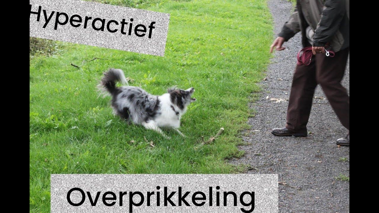 Wat wordt bedoeld met Overprikkeling? - YouTube