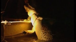Crocodile tagging in Kakadu