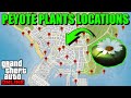 PEYOTE PLANTS LOCATION MAP - ALL PEYOTE PLANTS LOCATIONS | GTA 5 ONLINE