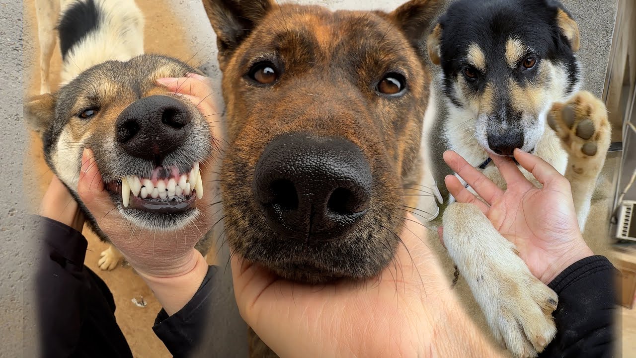 一家三狗，它们的性格很不一样