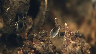 New two step test for Lyme claims improvement over the standard test
