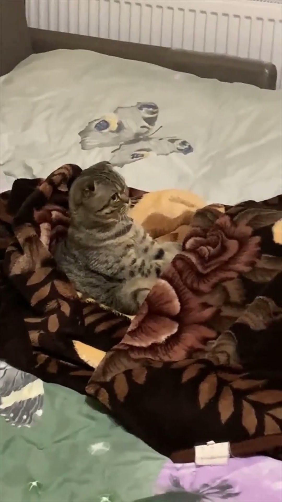 Cozy Cat Tucked Under Blanket Watching a Cat Show on TV