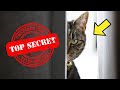 8 surprising things your cat knows about you 