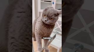 Why Your Cat Pulls Away From You 🐾 #shorts