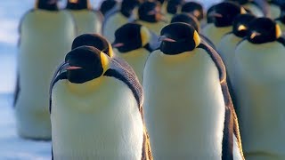 How Does Huddling Help Penguins Stay Warm | BBC Earth