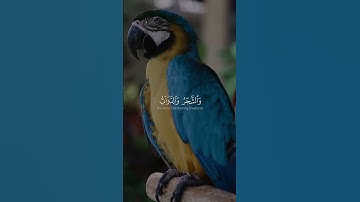 ما تيسر من سورة الحج " ياسر الدوسري " 💟 #ياسر_الدوسري #المصحف #سورة_الحج #اكسبلور