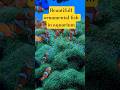 🐠 Beautiful Ornamental Fish in Aquarium | Colorful Fish & Relaxing Underwater View