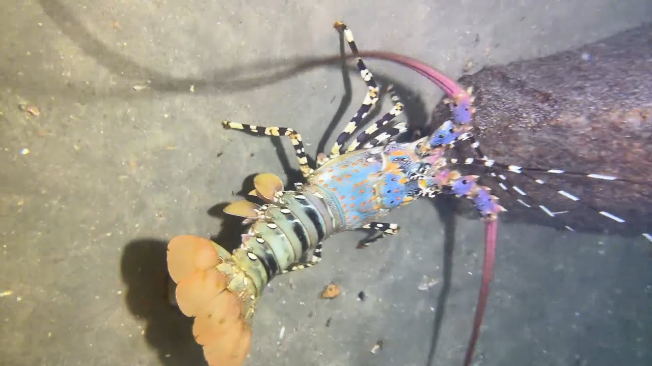 Underwater diving to catch eels, crabs, and lobsters | P02