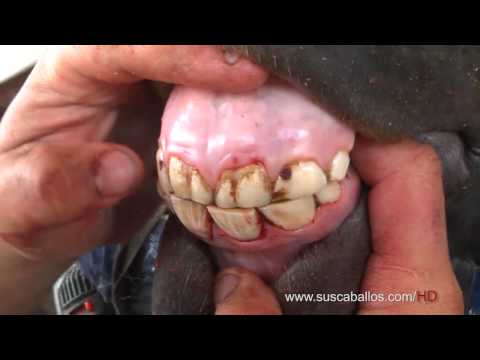 Video: Odontología De Animales De Granja, Parte 1 - Todo Sobre Los Dientes De Caballo Y El Cuidado Bucal De Los Caballos