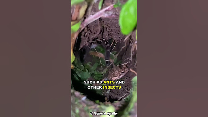 How This Tarantula and Frog Became Best Friends