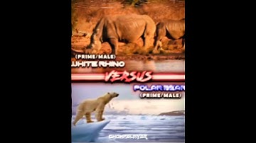 Rhino vs Polar Bear #shorts #1v1 #edit #animals #wisedit #rhino #polarbear