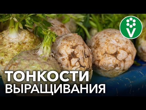 ВСЕ СЕКРЕТЫ СЕЛЬДЕРЕЯ: при таком посеве корнеплоды вырастут огромными!