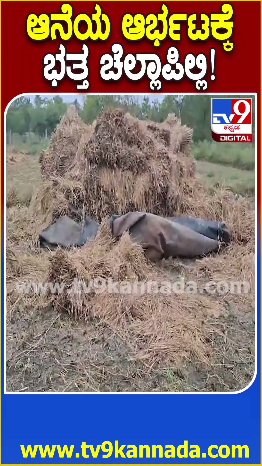 ಆನೆಯ ಆರ್ಭಟಕ್ಕೆ ಭತ್ತ ಚೆಲ್ಲಾಪಿಲ್ಲಿ! #Elephant #Tv9D