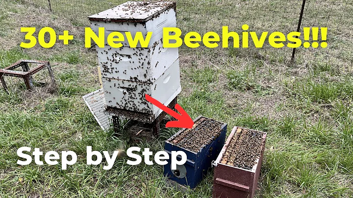Plan Comes Together While Splitting Bees