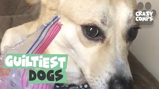 Guilty Dogs | Funny Dogs Compilation 2018 | Dogs are the Best