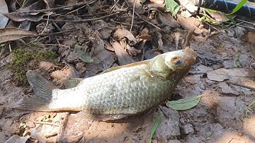 Câu cá Diếc bằng mồi giun đỏ giật mỏi tay - Phần 1 | Góc Bếp Xưa