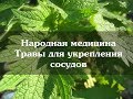 Народная медицина: Травы для укрепления сосудов