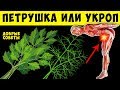 Трава молодости, польза и вред Укропа и Петрушки для Организма Человека