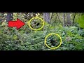 FREAKY!! - Scared Guy Gets Very Close To Film A "REAL BIGFOOT" In The Woods!!