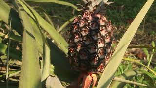 अनरस | भुईकटर | pine apple farming in Nepal