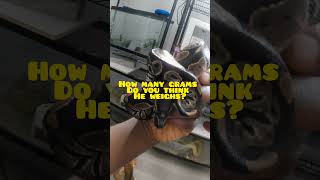 Guess the Weight 👀🐍 #exoticpets #reptiles #snake