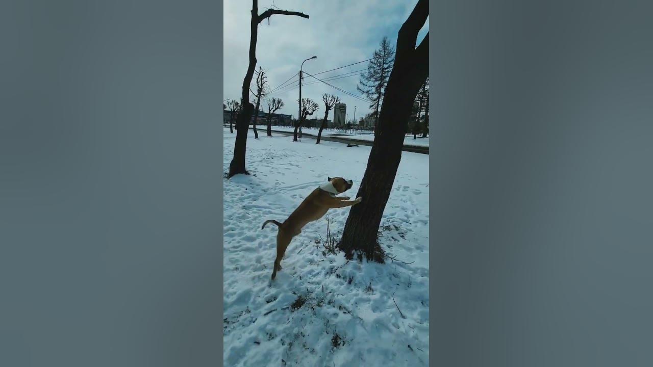 летучая собака - YouTube