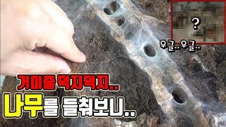 거미굴이 수십개(?)나무를 들춰봤더니...우글우글..와..[정브르]/ Monocentropus balfouri breeding