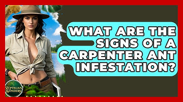 What Are The Signs Of A Carpenter Ant Infestation? - Reptilian Wonders