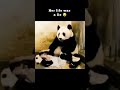 Her life was a lie  shorts panda funny shortsfeed