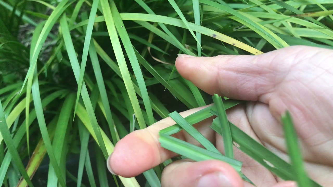 Tshob no yog pawj qaib nawb yog leej twg tseem tsi tau paub no los kawm thiab los mloog nawb