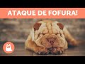 10 RAÇAS DE CACHORROS mais FOFAS do mundo 🐶❤️