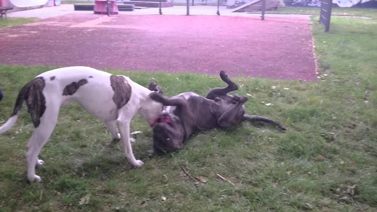 Dogo Argentino Mix American Bulldog Cane Corso